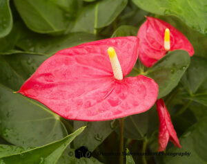 Antharium Flower